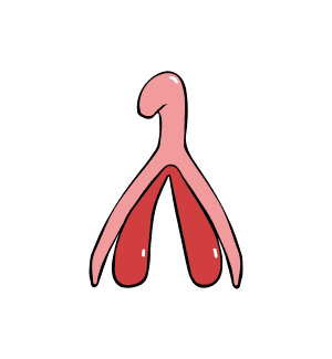 Kursus om klitoris